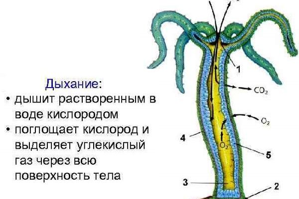 Ссылка на кракен в тор на сегодня