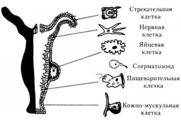 Kraken ссылка тор 2krnk biz kraken17ate pro